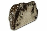 Free-Standing, Petoskey Stone (Fossil Coral) Section - Michigan #357003-2